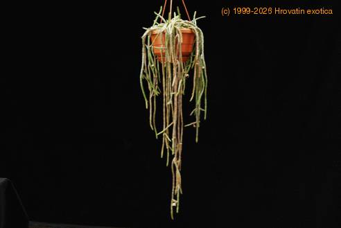 Huernia pendula-body