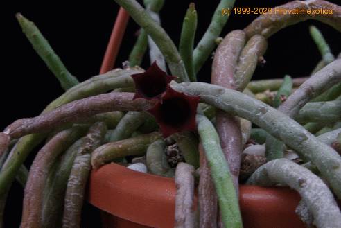 Huernia pendula-flower