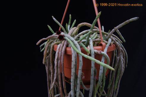 Huernia pendula-leaf