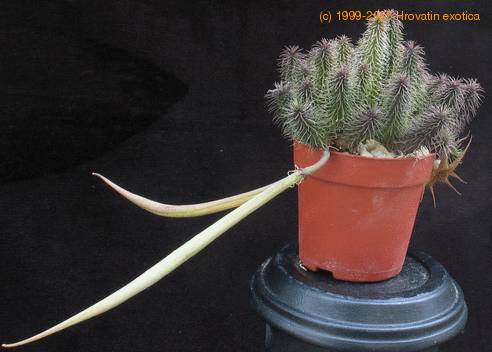 Huernia pil plod