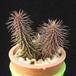 Huernia pillansii MOP