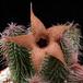 Huernia pillansii SIf1