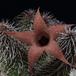 Huernia pillansii SIf2
