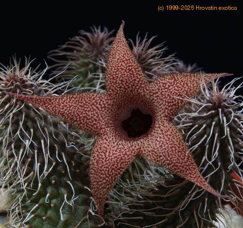 Huernia pillansii SIf2
