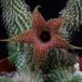 Huernia pillansii SIf3