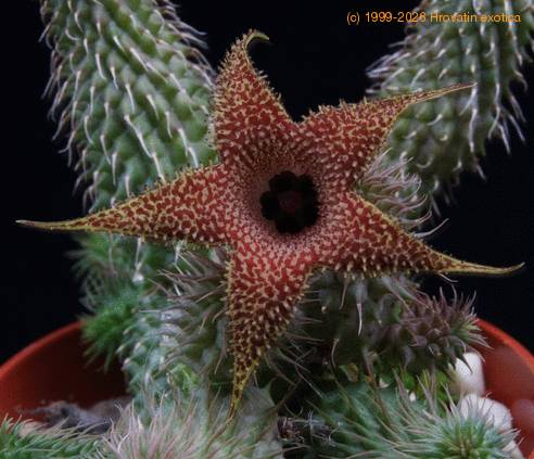 Huernia pillansii SIf3