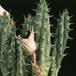Huernia schneideriana 1312
