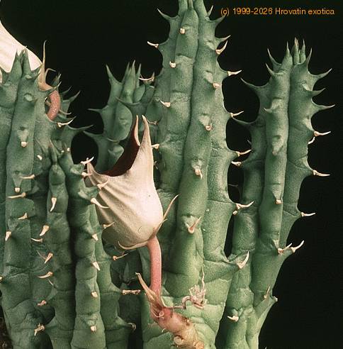 Huernia schneideriana 1312