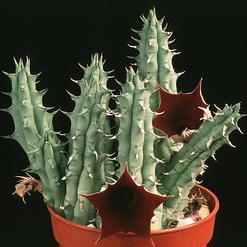 Huernia schneideriana