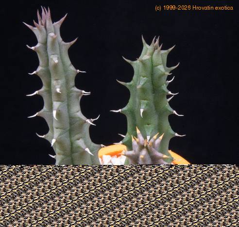 Huernia schneideriana MOP