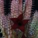 Huernia schneideriana SIf