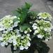 Hydrangea macrophylla 1