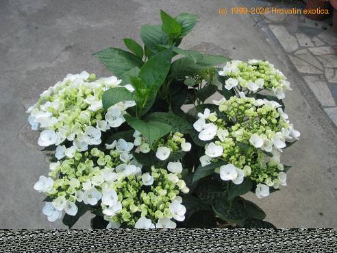 Hydrangea macrophylla 1