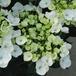 Hydrangea macrophylla 2