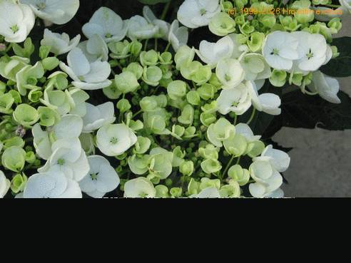 Hydrangea macrophylla 2