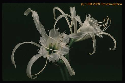 Hymenocallis festalis 2051