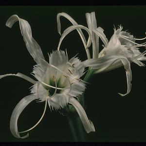 Hymenocallis festalis