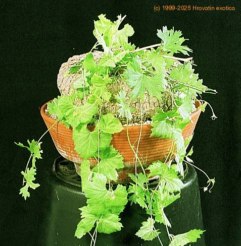 Ibervillea sonorensis 1638