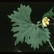 Ibervillea sonorensis 1664