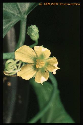 Ibervillea sonorensis 1666