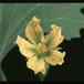 Ibervillea sonorensis 1667