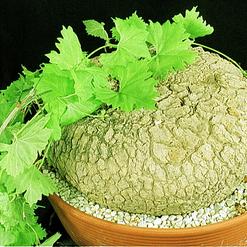 Ibervillea sonorensis