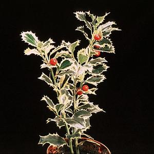 Ilex aquifolium