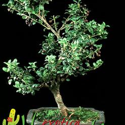 Ilex crenata