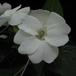 Impatiens 1