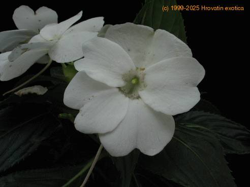 Impatiens 1
