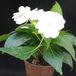 Impatiens 2