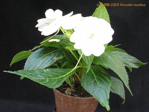 Impatiens 2