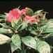 Impatiens 2035
