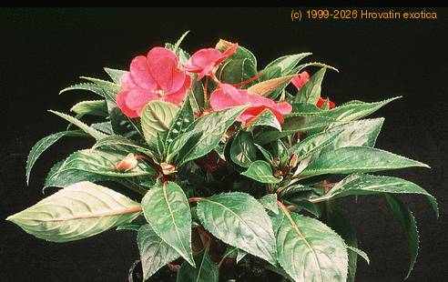 Impatiens 2035