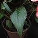 Impatiens 3