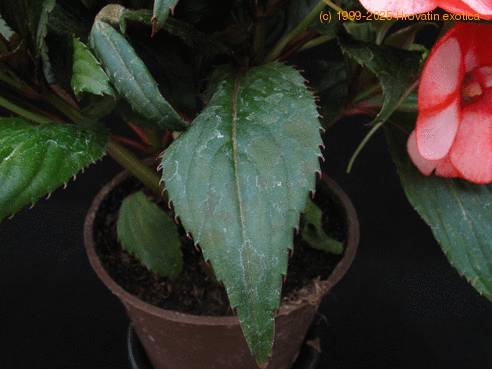 Impatiens 3