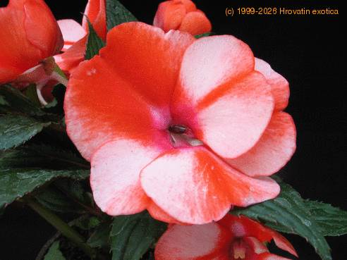 Impatiens 4