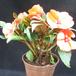 Impatiens 5