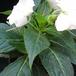 Impatiens 6