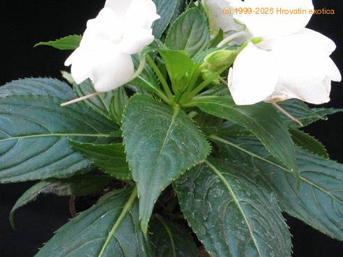 Impatiens 6