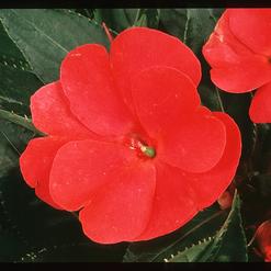 Impatiens Walleriana
