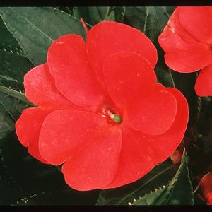 Impatiens Walleriana
