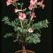 Incarvillea delavayi 2052