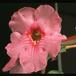 Incarvillea delavayi 2053