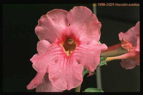 Incarvillea delavayi 2053