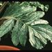 Incarvillea delavayi 2054