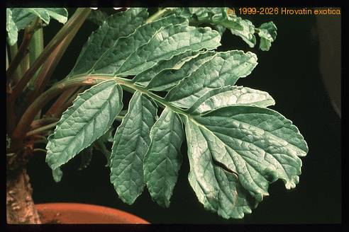 Incarvillea delavayi 2054