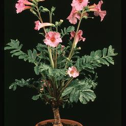 Incarvillea delavayi