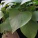Ipomoea batatas 1