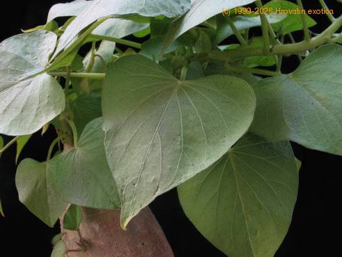Ipomoea batatas 1